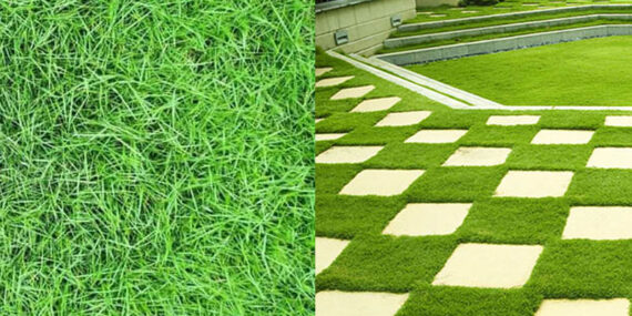 Cỏ thảm như cỏ nhung Nhật, cỏ lá gừng, cỏ lông heo, cỏ Thái là loại cỏ trang trí được trồng phổ biến tại sân vườn, khuôn viên nhà xưởng, công viên, biệt thự. Để cỏ luôn xanh đều, mềm mượt, và phát triển nhanh, bón phân NPK đúng cách là yếu tố quan trọng hàng đầu.